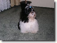 icu, Shih-Tzu