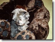 Jorkšírský terier, Yorkshire Terrier,