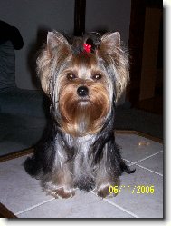 Jorkšírský terier, Yorkshire Terrier,