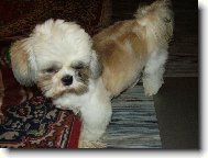 icu, Shih-Tzu