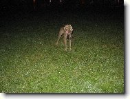 Weimaraner, Weimaraner Vorsterhund