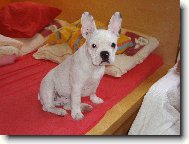 Bouledogue francais, French Bulldog