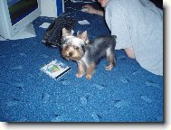 Jorkšírský terier, Yorkshire Terrier,