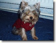 Jorkšírský terier, Yorkshire Terrier,