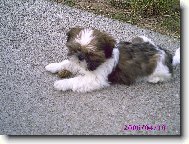 icu, Shih-Tzu