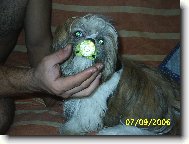 icu, Shih-Tzu