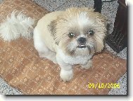 icu, Shih-Tzu