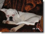 Deutscher Boxer
