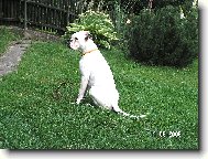 Deutscher Boxer