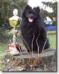 Deutscher spitz - Mittelspitz, German Spitz Medium size Spitz