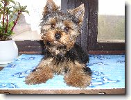 Jorkšírský terier, Yorkshire Terrier,