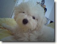 Bichon á poil frisé, Bichon Frise