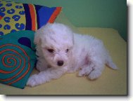 Bichon á poil frisé, Bichon Frise