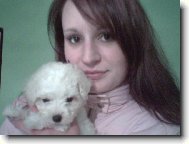 Bichon á poil frisé, Bichon Frise
