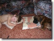 Deutscher Boxer