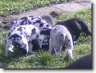 Deutsche Dogge