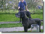 Deutsche Dogge