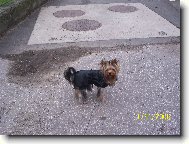Jorkšírský terier, Yorkshire Terrier,