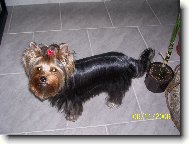 Jorkšírský terier, Yorkshire Terrier,