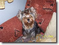 Jorkšírský terier, Yorkshire Terrier,
