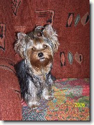 Jorkšírský terier, Yorkshire Terrier,