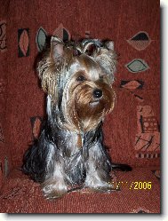 Jorkšírský terier, Yorkshire Terrier,