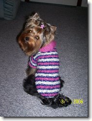 Jorkšírský terier, Yorkshire Terrier,