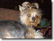 Jorkšírský terier, Yorkshire Terrier,