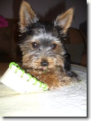 Jorkšírský terier, Yorkshire Terrier,