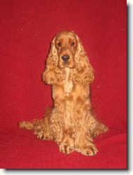 English Cocker Spaniel
