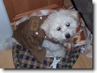 Bichon á poil frisé, Bichon Frise