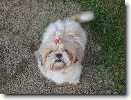 icu, Shih-Tzu