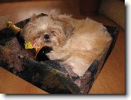 icu, Shih-Tzu