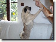 Pug