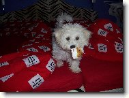 Bichon á poil frisé, Bichon Frise
