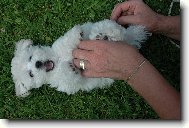 Bichon á poil frisé, Bichon Frise