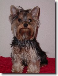 Jorkšírský terier, Yorkshire Terrier,