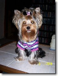 Jorkšírský terier, Yorkshire Terrier,