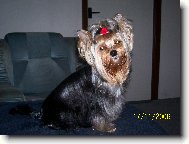 Jorkšírský terier, Yorkshire Terrier,