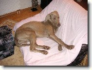 Weimaraner, Weimaraner Vorsterhund