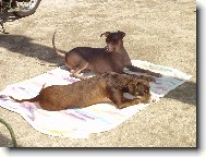 Perro Sin Pelo del Per