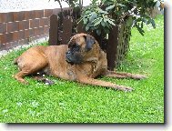 Deutscher Boxer