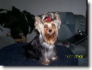 Jorkšírský terier, Yorkshire Terrier,
