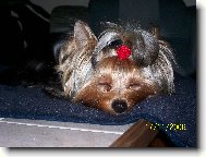 Jorkšírský terier, Yorkshire Terrier,