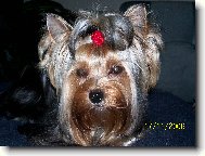 Jorkšírský terier, Yorkshire Terrier,