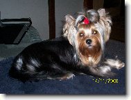 Jorkšírský terier, Yorkshire Terrier,