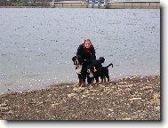 Berner Sennenhund