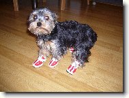 Jorkšírský terier, Yorkshire Terrier,