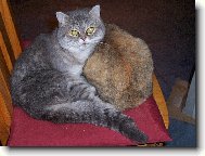 Exotic short hair cat