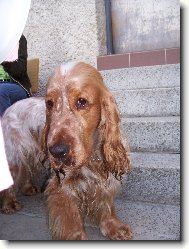 English Cocker Spaniel
